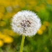 ingredient/Dandelion.webp