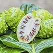 ingredient/Noni.webp